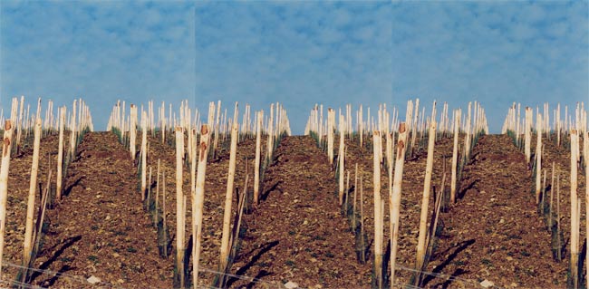 obstplantage