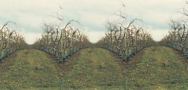 obstplantage