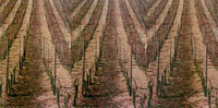 wein